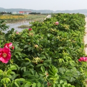 시도 해당화길